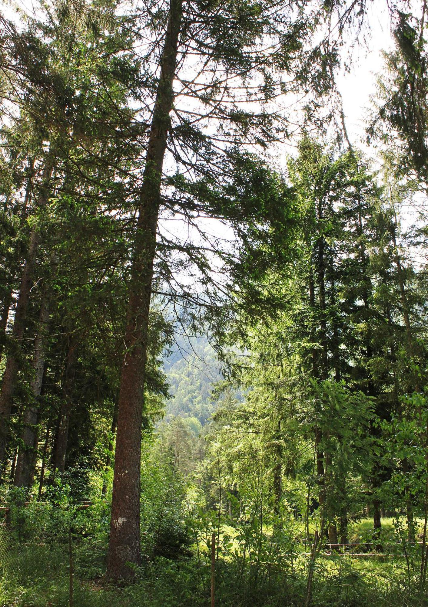 Camping La Pineta Santa Maria Maggiore Eksteriør bilde